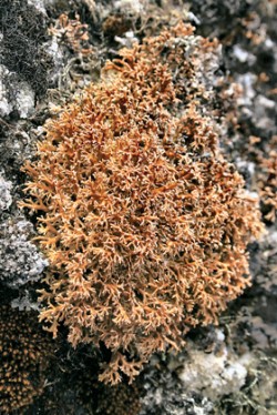 Sinicové druhy keříkových lišejníků (na obr. paličkovec Sphaerophorus globosus) mají větší nároky na vlhkost, proto je najdeme velmi často růst v porostech mechů (ostrov Galindez). Foto J. Gloser / © J. Gloser
