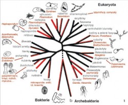 Zastoupení parazitů v jednotlivých liniích organismů a předpokládané příbuzenské vztahy se zaměřením na eukaryota. Přítomnost parazitických zástupců v jednotlivých liniích znázorňuje červená barva – celá červená větev je pro výhradně parazitické skupiny, z poloviny červená pro skupiny s malým počtem parazitických zástupců. U každé linie jsou schematicky vyobrazeni vybraní parazitičtí zástupci (názvy barevně).   Orig, V. Hampl  / © Orig, V. Hampl