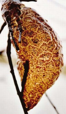 Kolonie mechovky bochnatky americké (Pectinatella magnifica). Foto J. Rajchard / © J. Rajchard