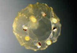 Přibližně 5 mm velká, několik dní stará medúza je již schopna aktivně vyhledat a pozřít milimetrovou larvu korýše, a to přestože má zatím pouze jednoduchá chapadla (patrná jako přívěsky ve čtyřech rozích medúzy). Brzy budou v každém rohu chapadla tři. Výrazně se třpytí statolity – část rhopalia, která jej udržuje ve správné poloze a nejspíš funguje i jako rovnovážný orgán. Snímky K. Markové  / © Foto K. Marková