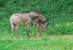 Kousnutí představuje u zebry stepní (Equus burchellii) útočný záměr. Snímky J. Pluháčka / Foto J. Pluháček