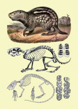 Dva příklady jihoamerických morčatovitých hlodavců (Caviomorpha).  A, B – současný druh pakarana (Dinomys branickii), odvozený od rodu Branisamys. Podle: W. C. H. Peters (1873).  C – Platypittamys brachyodon z oligocénu Patagonie podle A. E. Wooda (1949). Rozdíl cca 30 milionů let se projevuje  na lebkách a chrupu: u současného druhu (B) je plně vyvinuta hystrikomorfní stavba (viz obr. 12) a chrup má zvýšené (hypsodontní) korunky, u fosilního   / © W. C. H. Peters (1873)
