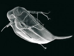 Celkový pohled na samce perloočky D. atkinsoni s „trnovou korunou“ (délka těla asi 1,2 mm) v rastrovacím elektronovém mikroskopu. 
Foto Ch. Laforsche / © Photo Ch. Laforsche