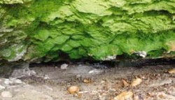Vláknitý gametofyt vláskatce tajemného (Trichomanes speciosum) spíše připomíná zelenou řasu. Tmavá skalní štěrbina na Kokořínsku. Foto D. Turoňová / © D. Turoňová