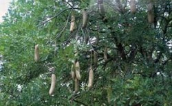 Strom Kigelia africana z čeledi trubačovitých (Bignoniaceae) se vyznačuje nápadnými plody ve tvaru salámu. Roste v Jižní Africe. Foto M. Kovanda / © M. Kovanda