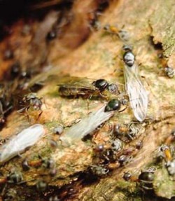 Okřídlené samičky a samečci mravence lužního (Liometopum microcephalum) při rojení. Foto J. Chytil / © J. Chytil