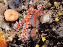 Vzácný korál červený (Corallium rubrum) je endemitem Středozemního moře, kde tvoří kolonie na zastíněných místech ve větších hloubkách. Foto J. Hájek / © J. Hájek