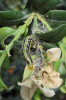 Housenka zavíječe zimostrázového (Cydalima perspectalis) na své hostitelské rostlině zimostrázu vždyzeleném (Buxus sempervirens). Foto K. Štajerová