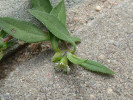 Neshodice rozprostřená (Eclipta prostrata), nově nalezený nepůvodní druh v květeně České republiky, který je zavlékán do zahradních center s dováženými rostlinami zahraniční provenience. Foto J. Doležal