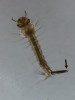 Larva komára rodu Culex s dýchací trubičkou (sifonem) na konci zadečku. Foto J. Mourek