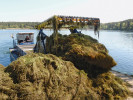 Vyžínací loď (harvester) při vykládce biomasy ponořené vegetace. Foto J. Duras