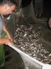Výsledek nočního odlovu planktono­žravých ryb zátahovou sítí v r. 2006. Foto J. Duras