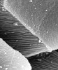 Ventrální strana prstu bezblanky dvojtečné (Pristimantis bipunctatus). Oblast Chanchamayo, Peru. Detail povrchu šestihranu odhalující ultrastrukturu nanosloupků. Foto ze skenovacího elektronového mikroskopu (SEM). Foto J. Bulantová
