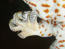 Postupné „rolování“ prstů u jihoasijského gekona obrovského  (Gekko gecko), které umožňuje uvolnit prst ze silného přichycení k podkladu.  Foto J. Bulantová