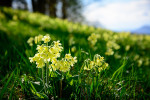 Prvosenka vyšší (Primula elatior) má květy ve shlucích na dlouhých lodyhách. Jsou sírově žluté, otevřené. Roste spíše na vlhčích stanovištích, ve větších nadmořských výškách. Častěji ji nalezneme na Moravě. Foto J. Bruna