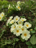 Prvosenka bezlodyžná (Primula vulgaris) je zahradním kultivarem. V přírodě se vyskytuje pouze jako zplanělá. Má jednotlivé květy na stopkách, které vyrůstají přímo z přízemní růžice. Tento druh do mapování zahrnut nebyl. Foto H. Pánková