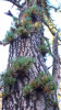 Nedaleko Schwarzenberské knížecí hrobky roste vysazená severoamerická borovice tuhá (Pinus rigida), která ve své domovině přežívá mírné požáry mimo jiné díky silné borce a schopnosti zmlazovat přímo na kmeni a větvích. Foto T. Kučera
