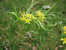 Křivatec žlutý (Gagea lutea). Jeden z častých jarních druhů, který bývá členy skupiny Určování rostlin dotazován k určení. Foto R. Paulič
