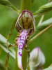 Vzácně se vyskytující orchidej jazýček jadranský (Himantoglossum adriaticum) na území České republiky. Jeho novou lokalitu zaznamenal jeden z členů facebookové skupiny Určování rostlin. Foto V. Šedivý