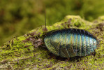 Kovové zbarvení kutikuly způsobuje lom světla uvnitř kutikuly. Občas najdeme metalické druhy i mezi skupinami, kde to tak úplně nečekáme jako např. u tohoto asijského švába druhu Corydidarum magnifica. Na prvních třech  hrudních článcích jsou vidět boční výběžky (paranota). Foto P. Šípek
