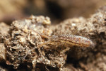 Chvostoskoci patří s hmyzenkami do nejstarší linie šestinohých (Hexapoda). Možná proto má jejich tělo řadu odlišností – např. skákací aparát a šestičlánkový zadeček. U některých druhů je  pokryto šupinkami a výraznými sétami. Chvostoskok rodu huňatka (Orchesella). Foto P. Šípek