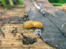 V jehličnatých, především smrkových monokulturách přežila obvykle jen trojice nahých plžů. Jedním z nich je plžík žlutý (Malacolimax tenellus). Nejčastěji jej najdeme na plodnicích hub. Snímek L. Juřičkové