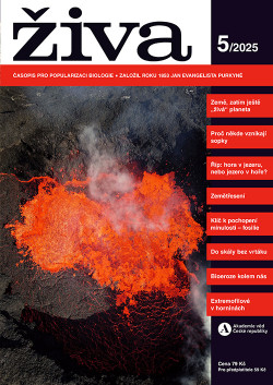 Pohled na lávové jezero v jícnu sopky Sundhnúkur na poloostrově Reykjanes během erupce v dubnu 2024. Je zde patrná tmavá zvlněná svrchní krusta chladnoucí lávy a neklidná hladina vyvrhující žhavou hmotu do výšky a do stran. Lávová hmota letící vzduchem pak může ze strany připomínat fontánu nebo oheň. Jako ohně nazývali erupce v této oblasti obyvatelé Islandu při posledních erupcích ve 13. století. Na levé straně je vidět proud lávy vytékající z jezera. Teplota lávy zde přesahovala 1 100 °C. Foto J. Klicpera, Geofyzikální ústav AV ČR