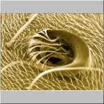 Odkrytý půvab mikrosvěta. Snímek František Weyda