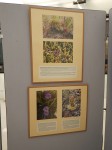 Z instalace výstavy Masožravé rostliny a jejich biotopy v Kew Gardens. Foto Martin Spousta