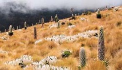 Kvetoucí lobelky Lobelia keniensis a bíle oděné nízkokmenné starčky Senecio keniensis ve společenstvu s kostřavou Festuca pilgeri jsou druhy typické pro nižší, vlhčí alpínský stupeň na africkém vulkánu Mt. Kenya. Zde jsou zhruba ve výšce 3 500 m n. m. Foto I. Esterková / © I. Esterková