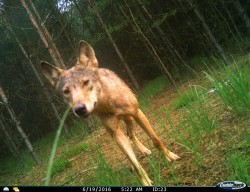 Vlk obecný (Canis lupus) na snímku z fotopasti v chráněné krajinné oblasti Kokořínsko – Máchův kraj. Foto: Databáze Hnutí DUHA