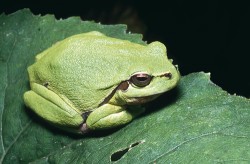 Rosnička zelená (Hyla arborea) patří k evropským zástupcům tohoto rodu žab, pojmenovaného po Héraklovu příteli Hylovi. Další druhy obývají i palearktické části severní Afriky, západní a východní Asie. Rod se také vyskytuje v Severní Americe. Tropické středo- a jihoamerické rosničky v minulosti uváděné v rodu Hyla se nyní řadí do jiných rodů, např. s odvozenými názvy Bromeliohyla  nebo Isthmohyla Faivovich a kol., 2005. Foto V. Motyčka