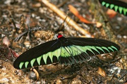 Symbolem tropický̌ch deštných lesů jihovýchodní Asie je ptakokřídlec Troides brookiana. Foto P. Kočárek