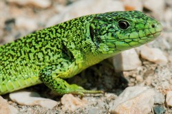 Oblast východní Albánie, severního Řecka a západní Makedonie se vyznačuje značnou genetickou diverzitou druhového komplexu ještěrky zelené (Lacerta  viridis). Na obr. jedinec z Albánie představující potenciální kryptický taxon. Foto D. Jablonski