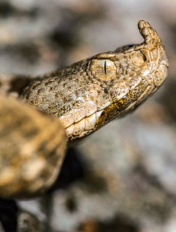 Zmije růžkatá (Vipera ammodytes) se díky svému vzhledu stala symbolem balkánské herpetofauny a východního Středozemí vůbec. Molekulární data ukazují, že některé z linií na jihozápadě a jihu poloostrova se oddělily již před více než čtyřmi miliony let, a tudíž by mohlo jít o samostatné druhy. K rozřešení této otázky jsou však nepostradatelné další morfologické a ekologické analýzy, jakož i fylogenomický přístup. Foto D. Jablonski