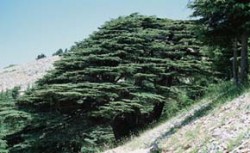 Cedr libanonský (Cedrus libani) má rozptýlený areál v horských polohách Turecka, Libanonu a Sýrie. Jabal el Barouk, Libanon. Foto M. Kuklík / © Photo M. Kuklík
