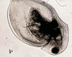 V rámci popisu hrotnatky Daphnia hrbaceki jsme pořídili tisíce fotografií tohoto druhu, a to za použití světelného, rastrova­cího i fluorescenčního mikroskopu.  Zcela první však byl tento snímek  zachycující charakteristické prohnutí dorzální části karapaxu se zachovaným týlním zoubkem. Nezvyklá morfologie dospělců nás motivovala zabývat se nálezem detailněji. Foto P. J. Juračka