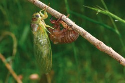 Cikáda L. plebejus krátce po vylíhnutí dokonale splývá s vegetací. Její přední křídla dorůstají délky 45–55 mm a tělo dosahuje 30–37 mm. Foto Miroslav Kulfan