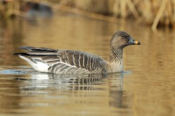 Husa tundrová (Anser serrirostris)  se od husy polní odlišuje např. zbarvením zobáku. Foto J. Svetlík