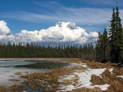 Lokalita bublinatky Utricularia  macrorhiza, blízké příbuzné i u nás vzácně rostoucí b. obecné (U. vulgaris), na Aljašce.  Smithovo jezero nedaleko Fairbanks  je obklobeno boreálním lesem se smrkem sivým (Picea glauca) a smrkem černým (P. mariana). V zimě ho pokrývá led o tloušťce až 3 m, který roztaje  teprve v polovině května. Vegetační  sezona zde trvá jen necelé čtyři měsíce. Foto H. Štorchová