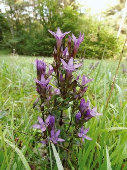 Středoevropský endemit hořeček mnohotvarý český (Gentianella praecox subsp. bohemica) patří mezi kriticky ohrožené rostliny. Foto I. Husáková