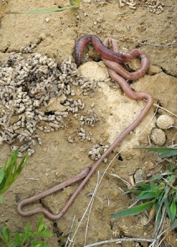 Dospělý jedinec Allolobophora hrabei dosahuje délky až 60 cm. Foto V. Pižl