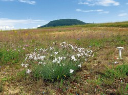 Dospělá kvetoucí rostlina hvozdíku písečného českého (Dianthus arenarius subsp. bohemicus) na ploše se strženým humusovým horizontem v národní  přírodní památce Kleneč pod horou Říp, jeho poslední přirozené lokalitě.  V několika desítkách trvalých ploch  jsou zde v rámci monitorování populace všechny rostliny hvozdíku značeny  různobarevnými špendlíky (pro odlišení jedinců) a každý rok v červnu a říjnu se odečítá jejich velikost. Foto T. Dostálek