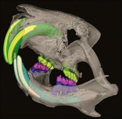 Osteologická analýza lebek (laboratorní myš) může v přístrojích pro mikroCT probíhat  bez předchozího odstraňování měkkých tkání usmrcených zvířat, což je nedocenitelný nástroj využívaný zejména v muzeích. Zubní aparát na prostorovém 3D modelu s barevným zvýrazněním jednotlivých složek zubů horní a dolní čelisti. U horní čelisti je sklovina zubů kolorována žlutě a dentin zeleně, u dolní čelisti sklovina řezáků bíle, sklovina stoliček fialově, dentin řezáků světle modře a dentin stoliček tmavě modře. Poloprůhledné zobrazení lebečních kostí umožňuje vidět kořeny zubů zasahujících do čelisti. Obr. byl nasnímán na přístroji Skyscan 1176 (Bruker), výsledné zobrazení na základě rekonstrukcí virtuálních řezů pak vzniklo v programu CTvox (Bruker), barevný 3D model byl konstruován z těchto řezů ve volně dostupném programu ITK-Snap (www.iksnap.org). Foto F. Špoutil, České centrum  pro fenogenomiku na Ústavu molekulární genetiky AV ČR při centru BIOCEV