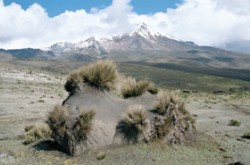 Chimborazo, vyhaslá sopka zajímavá tím, že pokud by se její nadmořská výška přes 6 000 m vztahovala ke středu Země při respektování mírně zploštělého tvaru glóbu, byla by nejvyšším vrcholem světa. Partie ležící v dešťovém stínu s výsušným prouděním větru poskytují možnost být svědky pozvolné expanze horské pouště. Eroze starých uloženin popílku narušuje porosty s dominantními trávami a konstruuje bizarní tvary mikroreliéfu. Foto P. Kovář / © Foto P. Kovář