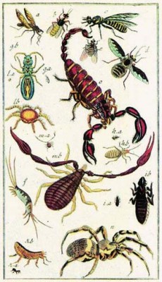Ručně kolorovaná mědirytinová tabule z norimberského překladového vydání C. Linného Soustavy přírody z r. 1781. Je zde vyobrazený řád bezkřídlých (Aptera), kam, jak je patrné, Linné řadil vedle blech, much a všekazů i pavoukovce a korýše. / © C. Linné