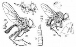 Tabule s dvěma druhy květilek (dvoukřídlí - Diptera) a jejich larvami z Faune de France (1923). Orig. E. Séguy / © E. Séguy, Faune de France (1923)