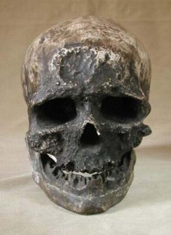Odlitek lebky starce z Cro-Magnonu (Homo sapiens sapiens) s vysokou, klenutou mozkovnou a nízkými očnicemi bez nadočnicového valu. Foto P. Velemínský