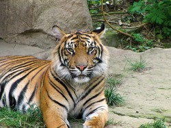 Nedospělý samec tygra sumaterského (Panthera tigris sumatrae). Hlavními  rozpoznávacími vnějšími znaky tohoto poddruhu jsou menší velikost těla a sytější zbarvení s hustšími pruhy.  Charakteristické jsou rovněž dobře vyvinuté licousy, zejména u samců. Foto S. Knor