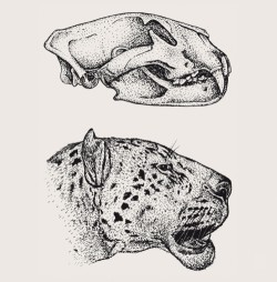 Rekonstrukce lebky a vnějšího vzhledu druhu Panthera gombaszoegensis. Upraveno podle různých zdrojů. Orig. M. Chumchalová